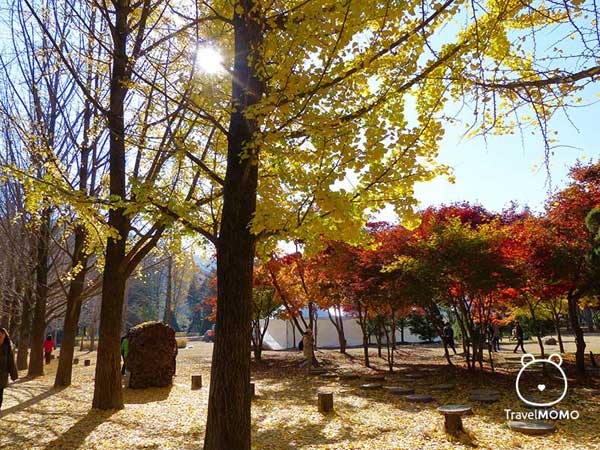 Namiseon Island is popular throughout the year 南怡島一年四季都受歡迎