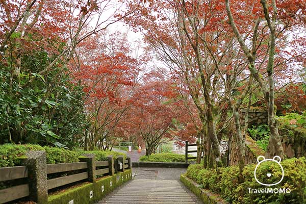 Maple-liked trees outside the main restaurant. 餐廳外貌似楓葉的樹。