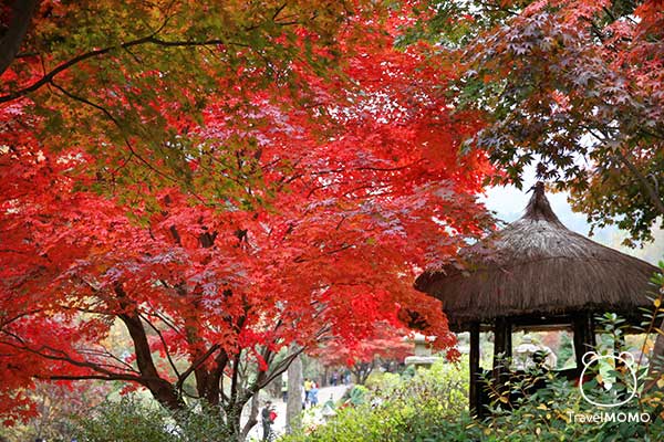 The Garden of Morning Calm 晨曦花園