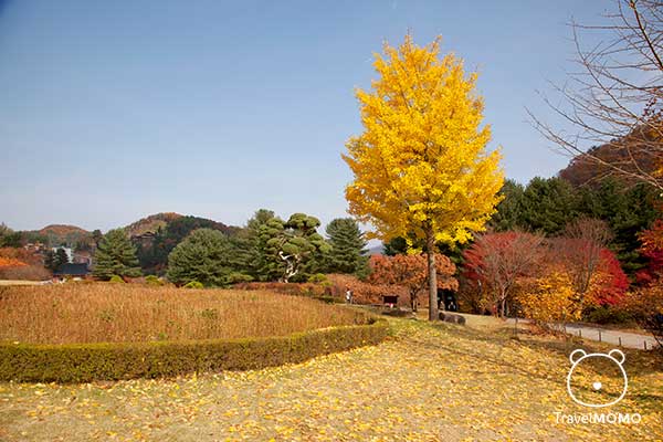 The grass area of the Garden of Morning Calm 晨靜樹木園的草地