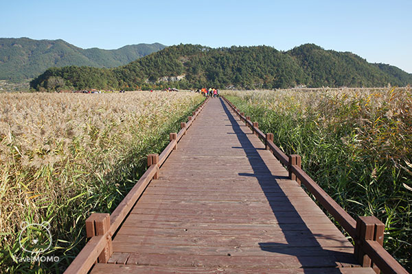 Luncheon Bay wooden path