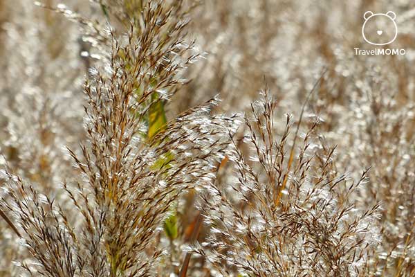 Reed fields in Suncheon Bay