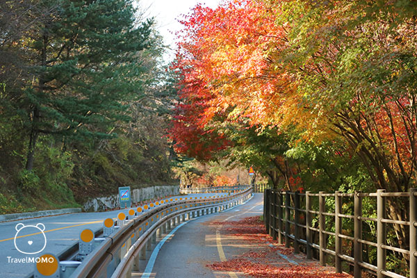 The road to skywalk 前往 skywalk 的道路