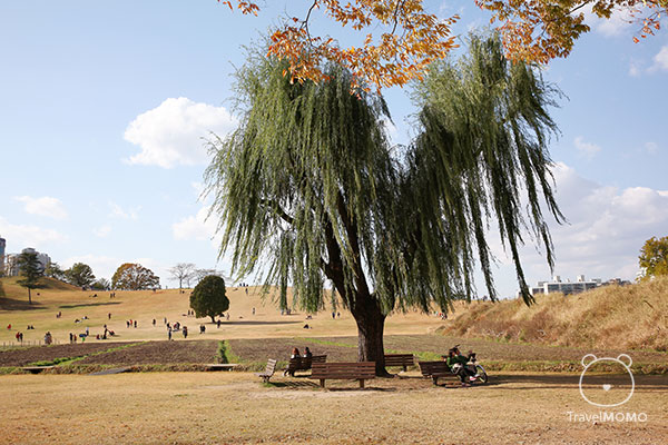 The grass areas in Olympic Park of Seoul. 首爾奧林匹克公園內的草地