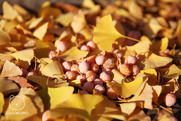 Ginkgos in the Olympic Park of Seoul 首爾奧林匹克公園銀杏樹葉和果實