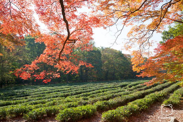 Tea plantation in Seonunsa Temple 禪雲寺的茶園