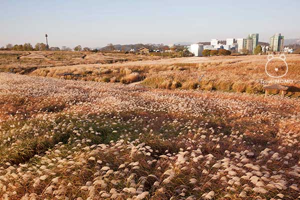 Eulalia field at Sky Park in Seoul 首爾天空公園的紫芒草