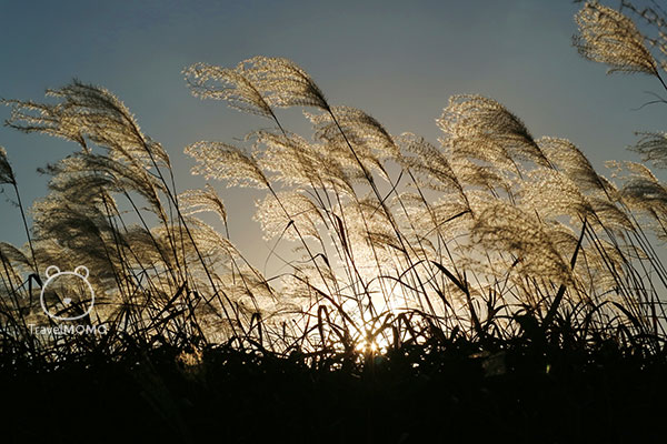 Eulalia field in Sky Park of Seoul 首爾天空公園的紫芒草