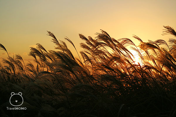 Eulalia in sunset. 日落中的紫芒