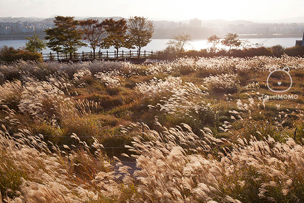 Eulalia field by Hangang River. 漢江邊的紫芒草