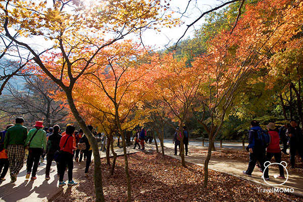 Crowded in Naejangsan 內臟山人流太多