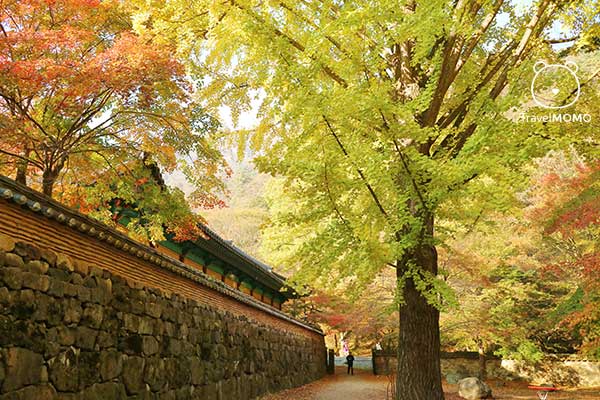 Naejang temple 內藏寺