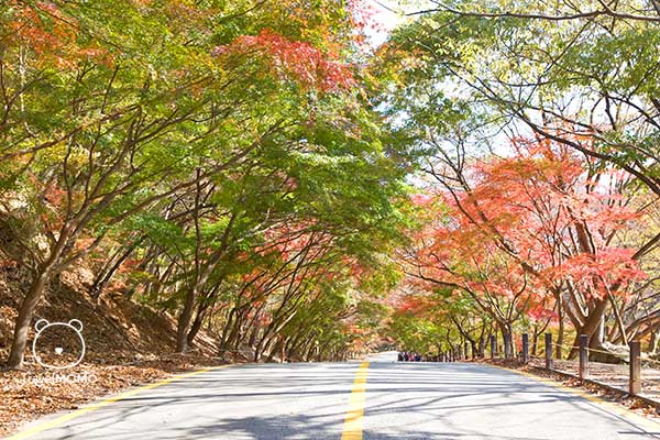 Neajangsan in Korea 韓國內藏山