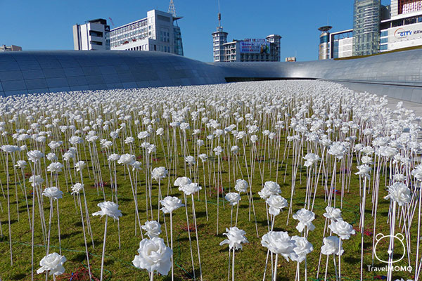 DDP Rose Garden in Seoul 首爾東大門設計廣場玫瑰園