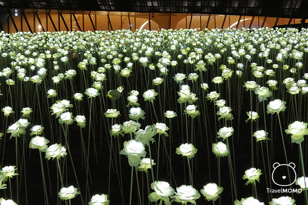 Rose garden at DDP in Seoul 首爾東大門玫瑰園