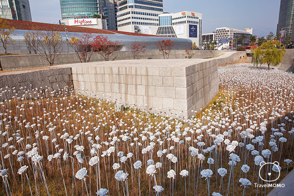 New location of rose garden at DDP in Seoul 首爾東大門設計廣場玫瑰園新地點