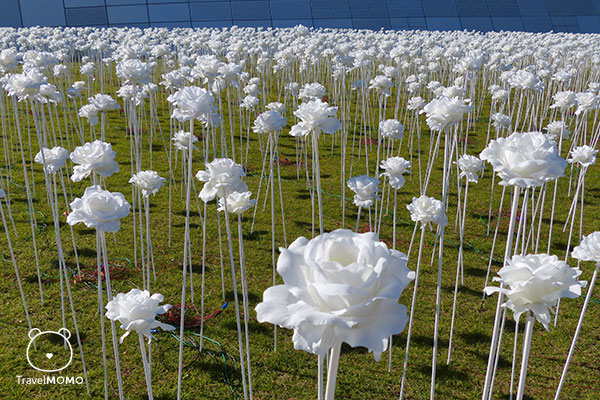 Rose Garden at DDP in Seoul 首爾東大門設計廣場玫瑰花園