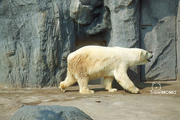 Asahiyama Zoo in Hokkaido 北海道旭山動物園
