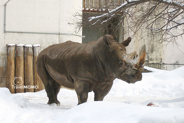Rhinoceros in Asahiyama Zoo 犀牛