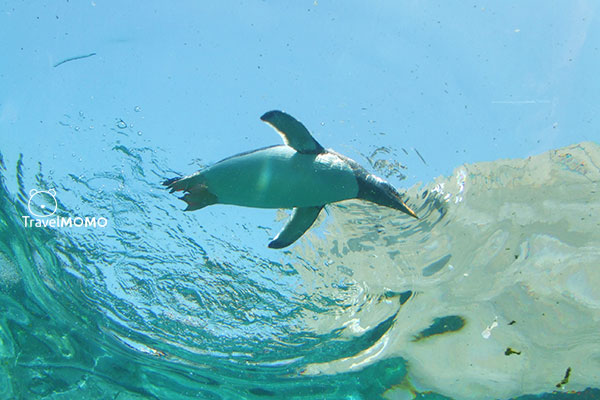 The Penguin Hall in Asahiyama Zoo 旭山動物園企鵝館
