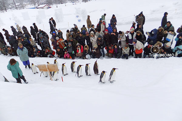 Penguin parade at Asahiyama Zoo in Hokkaido 北海道旭山動物園企鵝巡遊