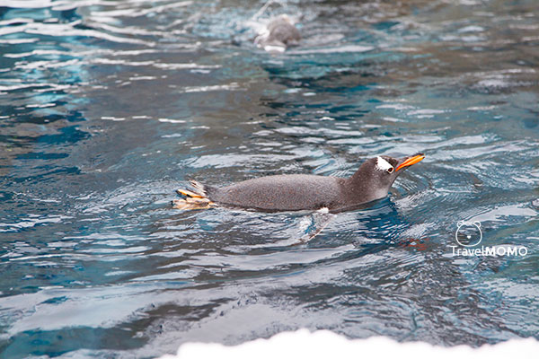 Gentoo penguin 白眉企鵝