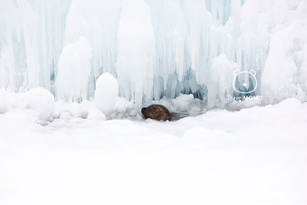 Spotted seal 海豹