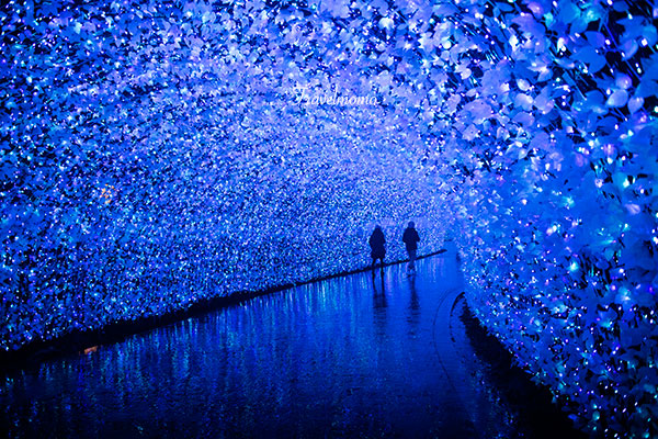 Nanaba illumination 名花之里冬季彩燈祭