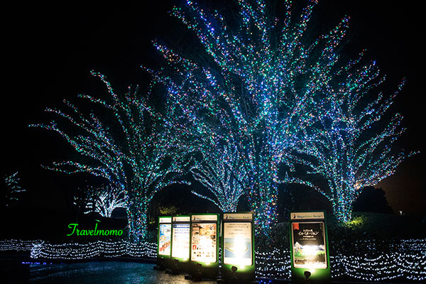 Nanaba illumination 名花之里冬季彩燈祭
