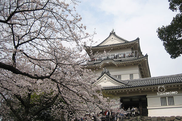 Cherry blossom in Japan 日本賞櫻