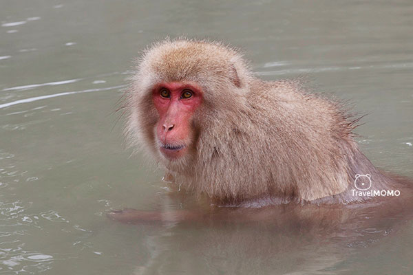 Jigokudani monkey park in Nagano 長野地獄谷野猿公園