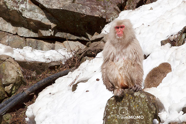 Jigokudani monkey park in Nagano 長野地獄谷野猿公園