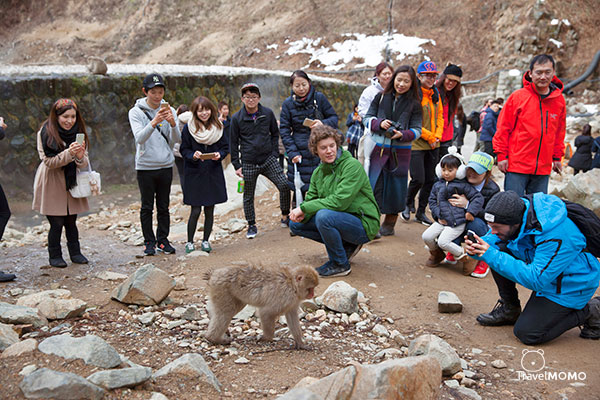 Jigokudani monkey park in Nagano 長野地獄谷野猿公園