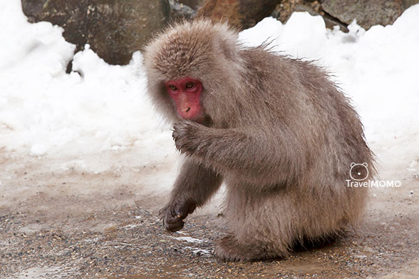 Jigokudani monkey park in Nagano 長野地獄谷野猿公園