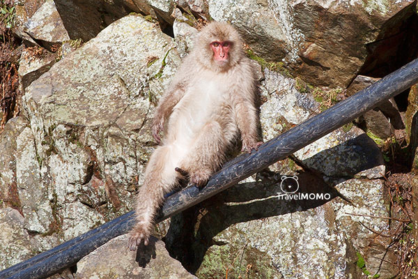 Jigokudani monkey park in Nagano 長野地獄谷野猿公園