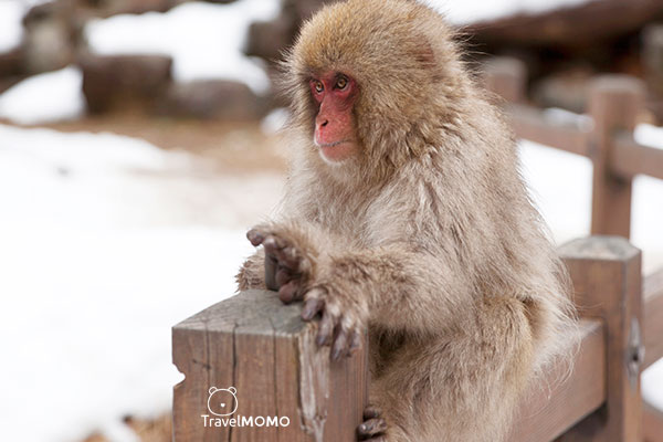 Jigokudani monkey park in Nagano 長野地獄谷野猿公園
