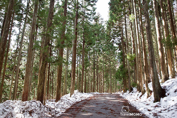 Jigokudani monkey park in Nagano 長野地獄谷野猿公園