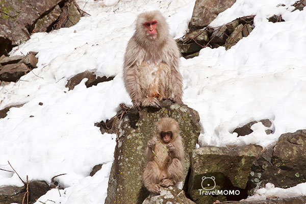 Jigokudani monkey park in Nagano 長野地獄谷野猿公園