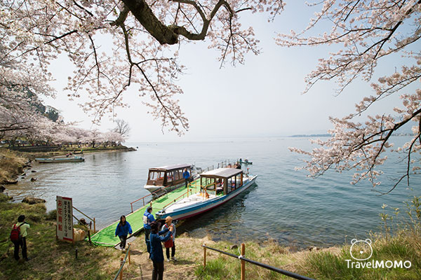 Kaizusaki of Lake Biwa in Spring 琵琶湖海津大崎賞櫻