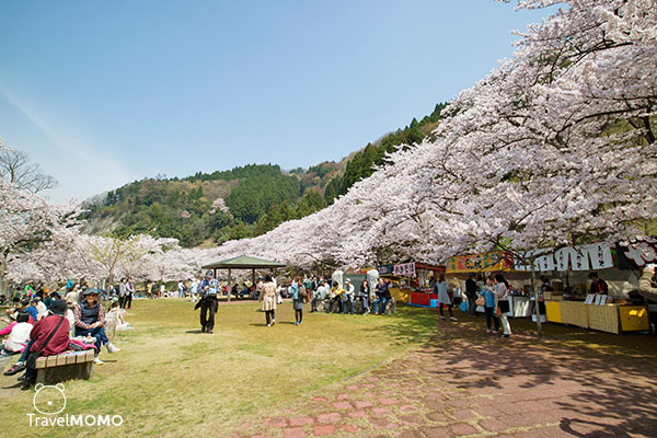 Cherry blossom at Kaizuosaki of Lake Biwa 琵琶湖海津大崎賞櫻