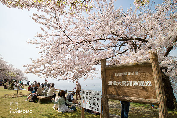 Cherry blossom at Kaizuosaki of Lake Biwa 琵琶湖海津大崎賞櫻