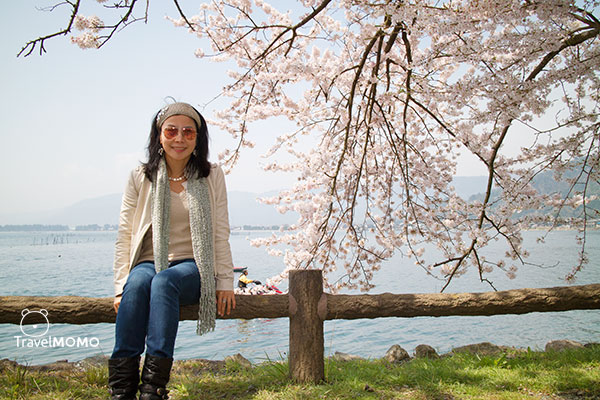 Cherry blossom at Kaizuosaki of Lake Biwa 琵琶湖海津大崎賞櫻