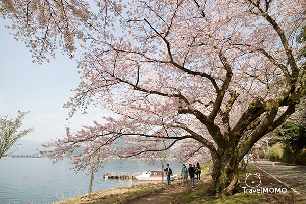 Kaizusaki of Lake Biwa in Spring 琵琶湖海津大崎賞櫻