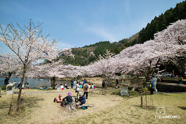 Cherry blossom at Kaizuosaki of Lake Biwa 琵琶湖海津大崎賞櫻