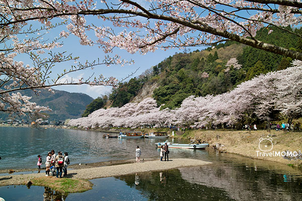 Cherry blossom at Kaizuosaki of Lake Biwa 琵琶湖海津大崎賞櫻