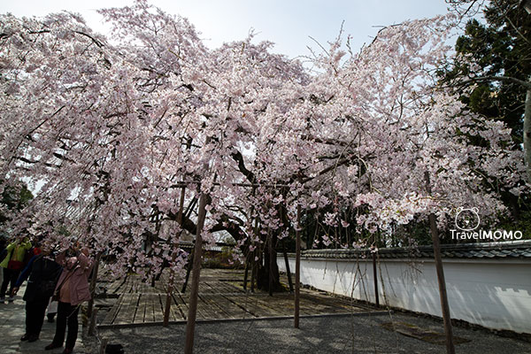 Daigoji in Kyoto, Japan 日本京都醍醐寺