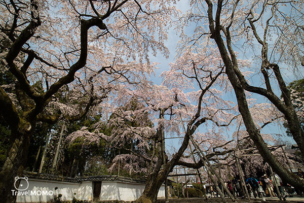 Daigoji in Kyoto, Japan 日本京都醍醐寺