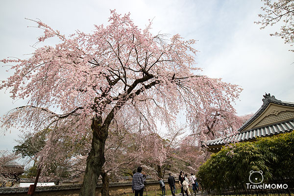 Daigo-ji Reihokan in Kyoto, Japan 日本東京醍醐寺靈寶館