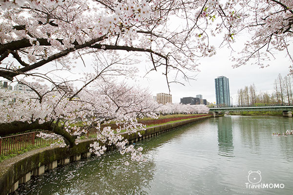 Kema Sakuranomiya Park in Osaka 大阪毛馬櫻之宮海濱公園