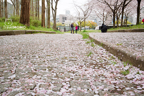 Kema Sakuranomiya Park in Osaka 大阪毛馬櫻之宮公園
